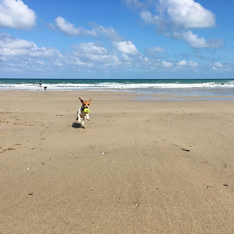 Millie’s Favourite Dog Friendly Beaches In Cornwall