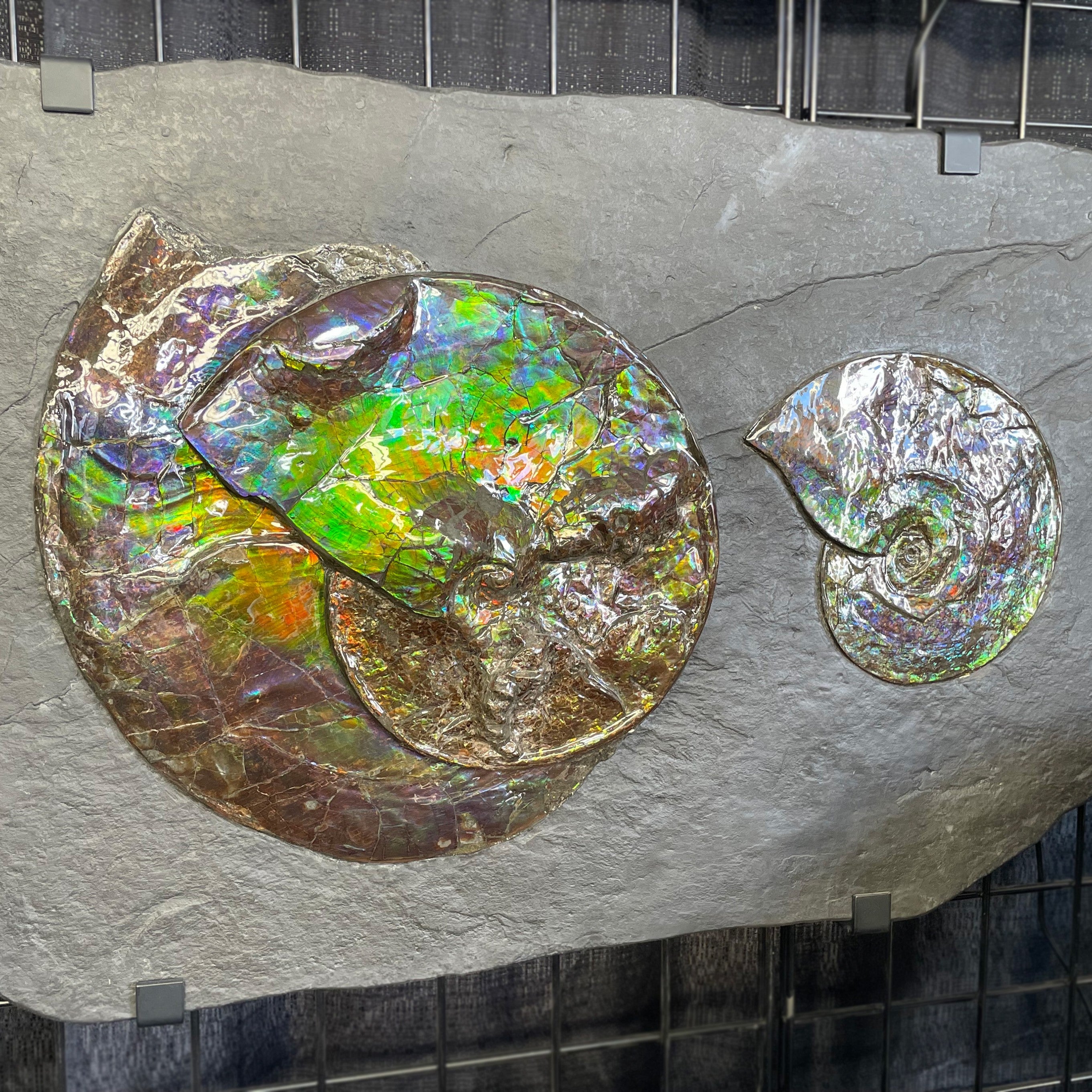 Ammolite Triplet Faceted Rectangular Cabochons Approx 12x5mm