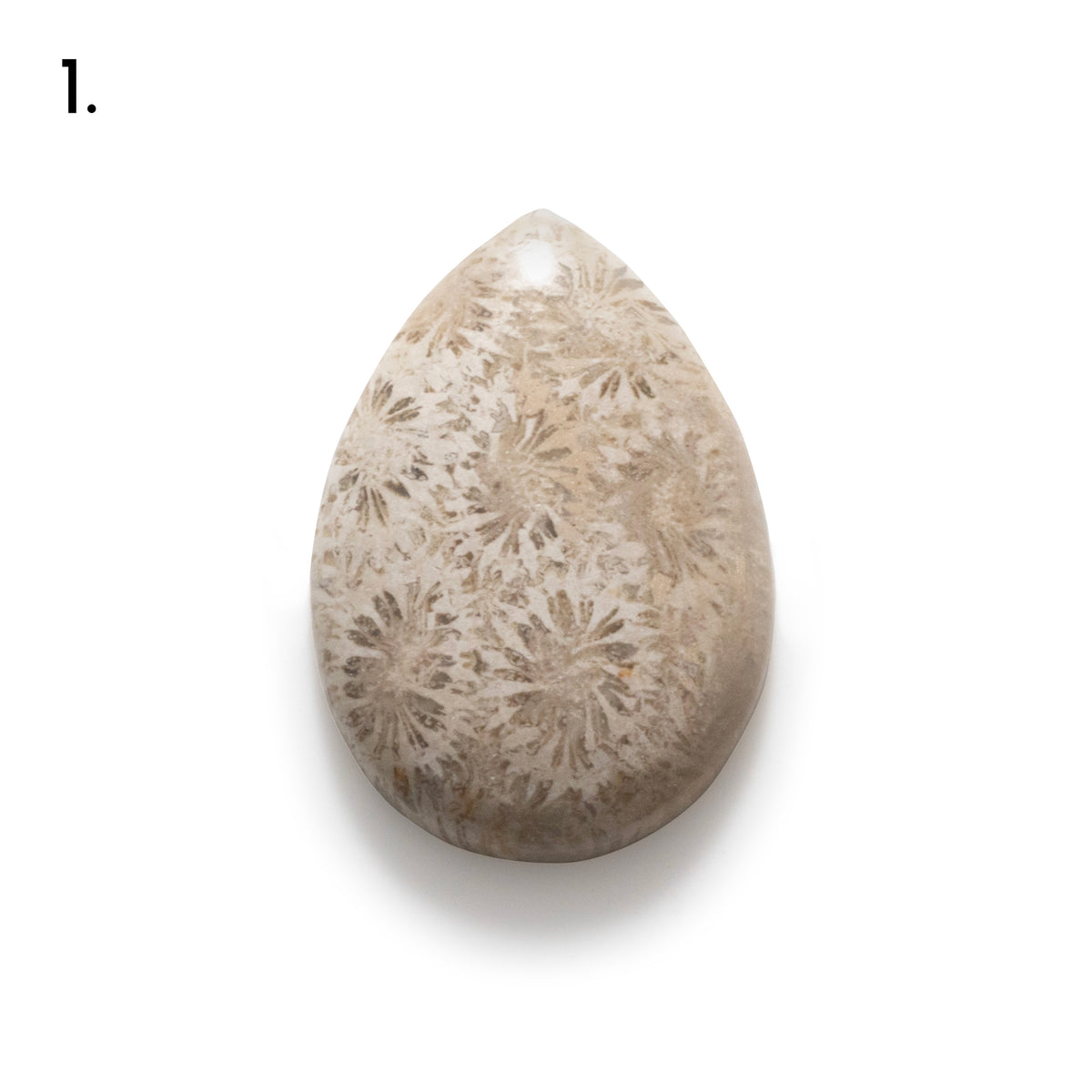 Fossiled Coral Freeform Cabochons