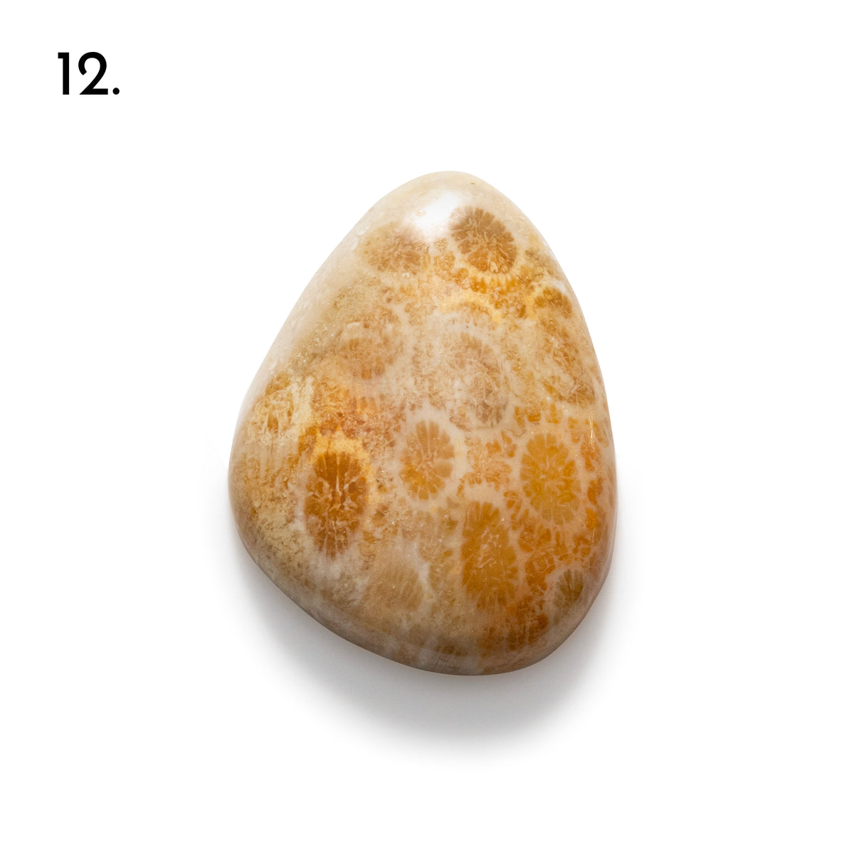 Fossiled Coral Freeform Cabochons