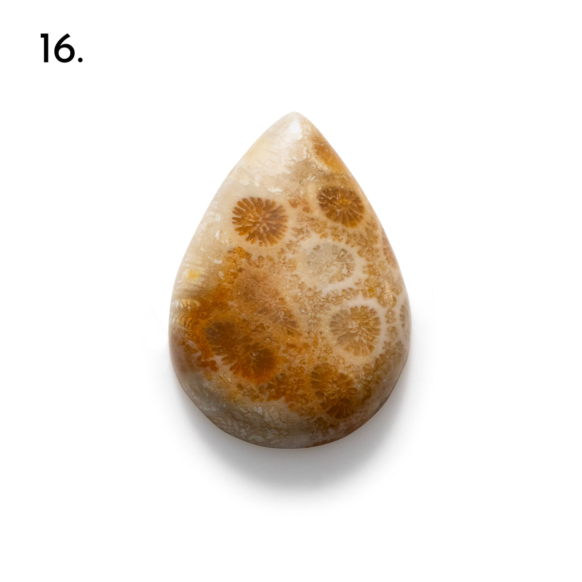 Fossiled Coral Freeform Cabochons
