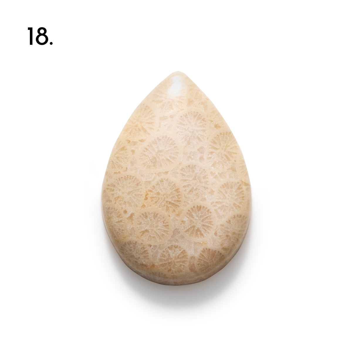 Fossiled Coral Freeform Cabochons