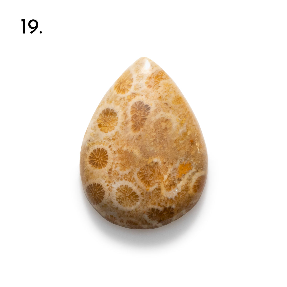 Fossiled Coral Freeform Cabochons