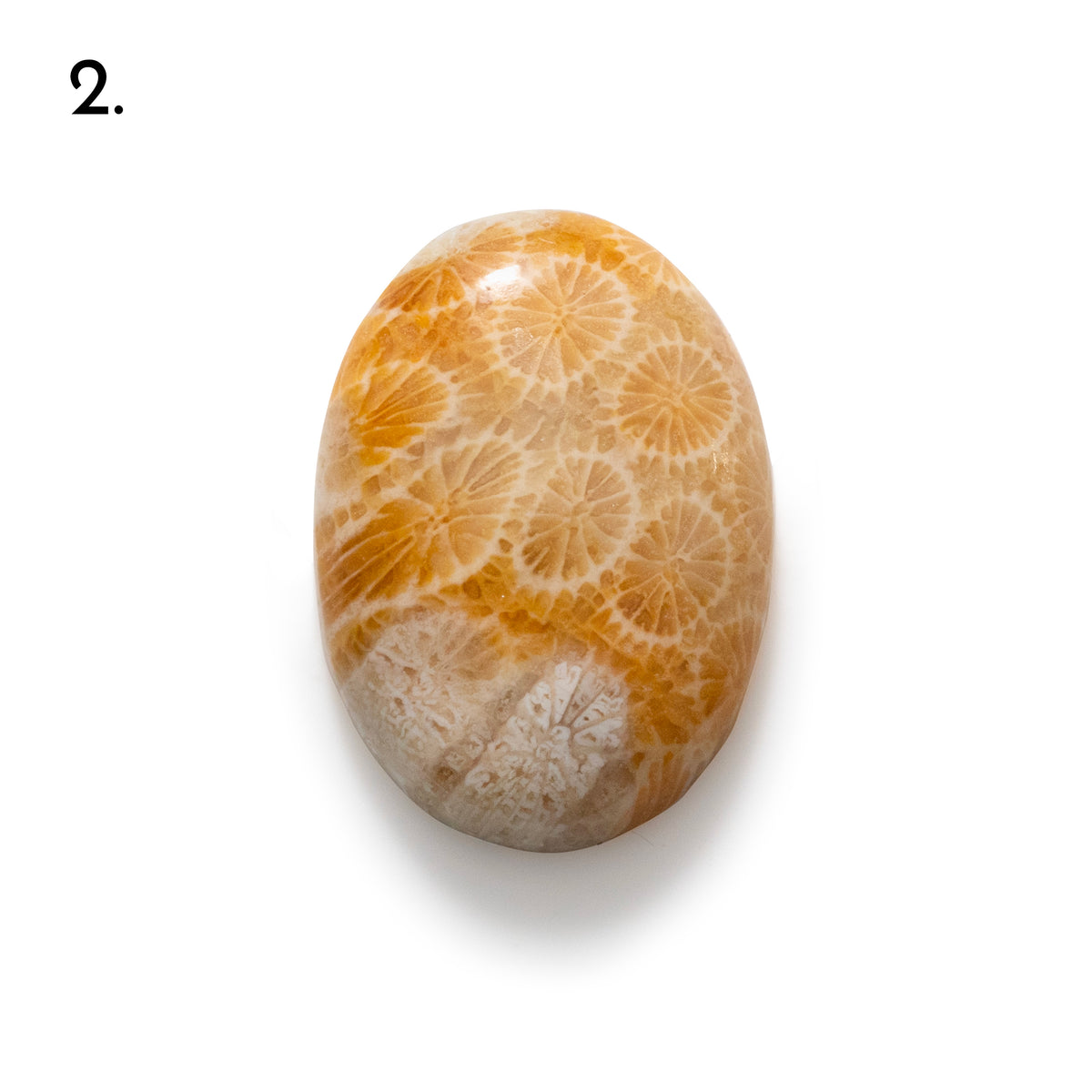 Fossiled Coral Freeform Cabochons