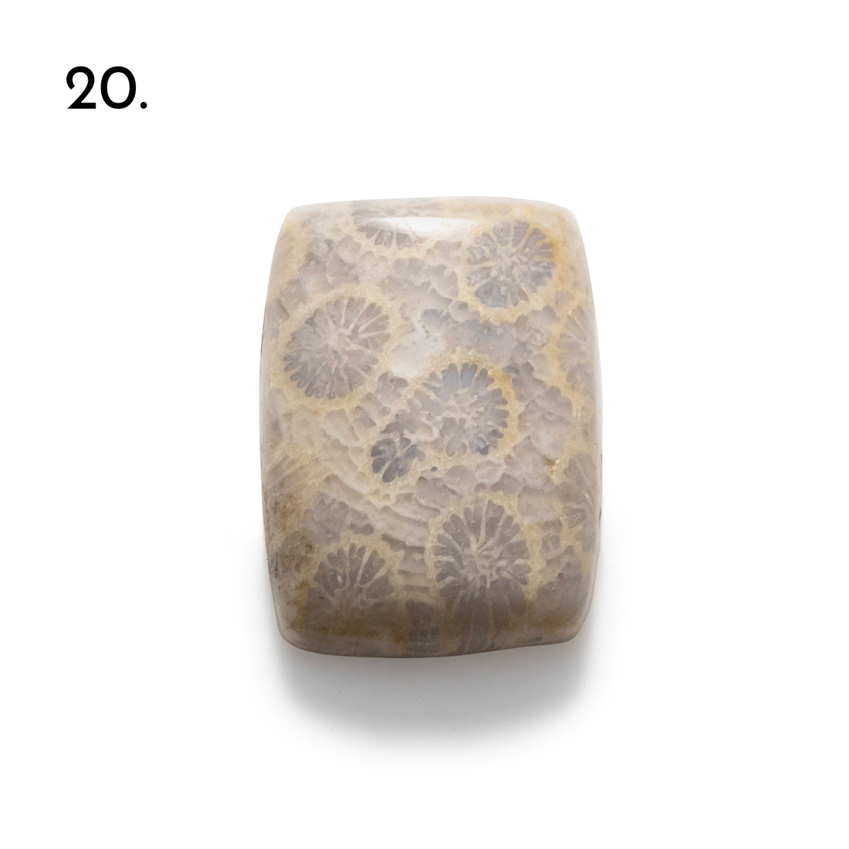 Fossiled Coral Freeform Cabochons