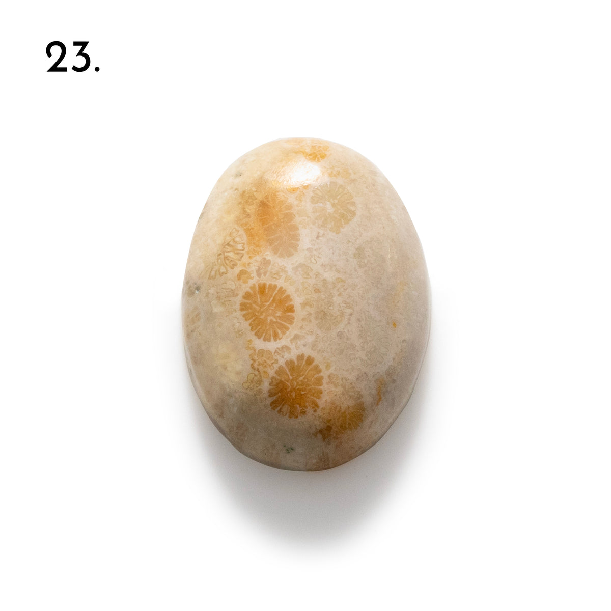 Fossiled Coral Freeform Cabochons