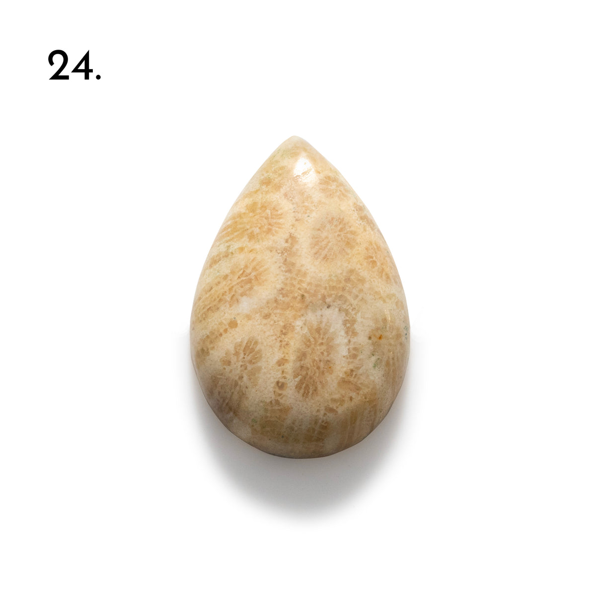 Fossiled Coral Freeform Cabochons