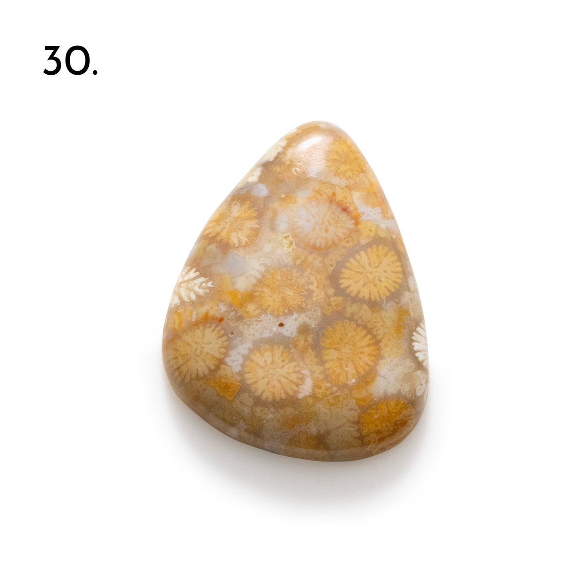 Fossiled Coral Freeform Cabochons
