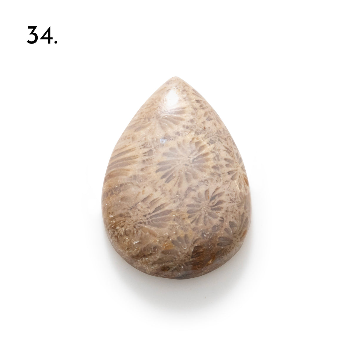 Fossiled Coral Freeform Cabochons
