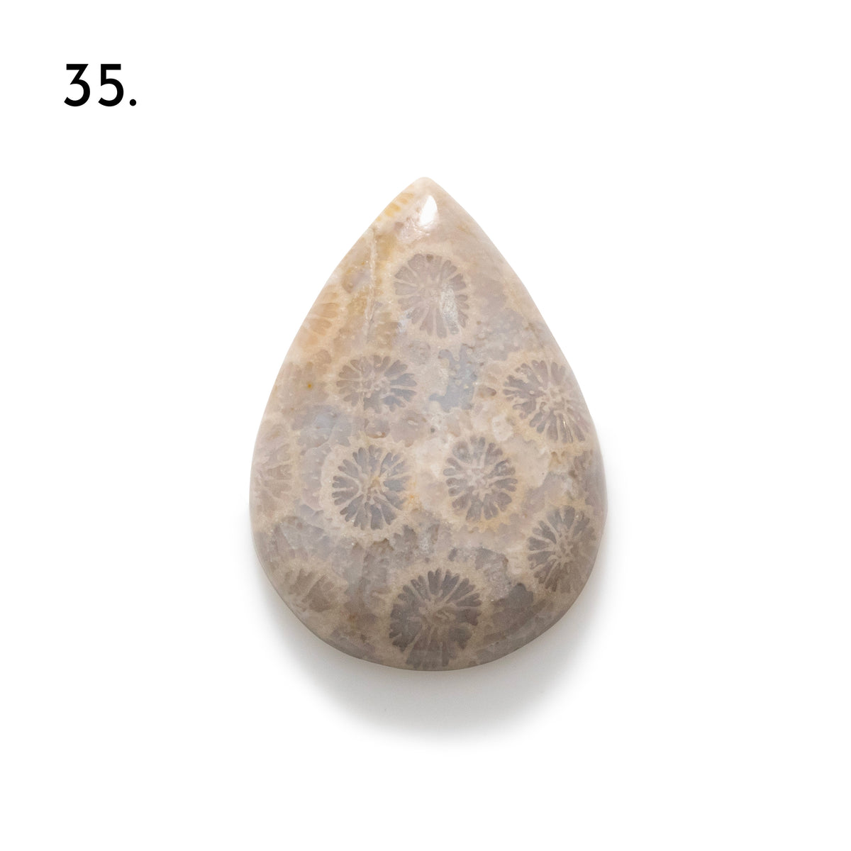 Fossiled Coral Freeform Cabochons