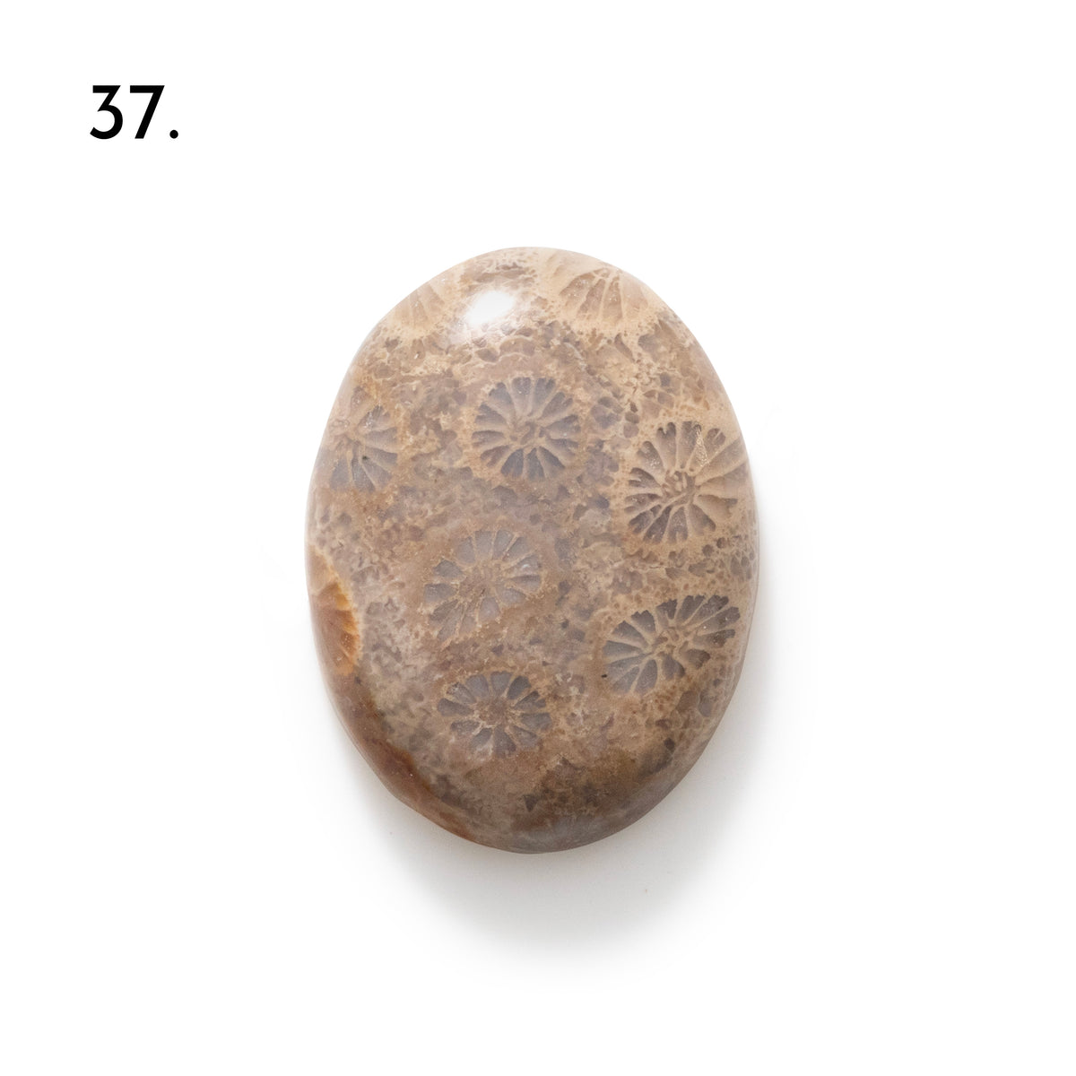 Fossiled Coral Freeform Cabochons