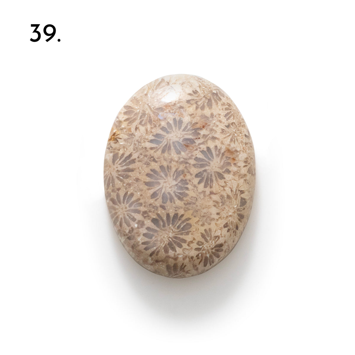 Fossiled Coral Freeform Cabochons