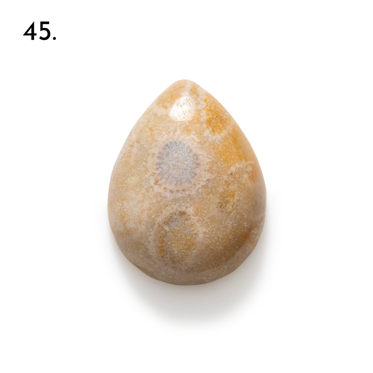 Fossiled Coral Freeform Cabochons
