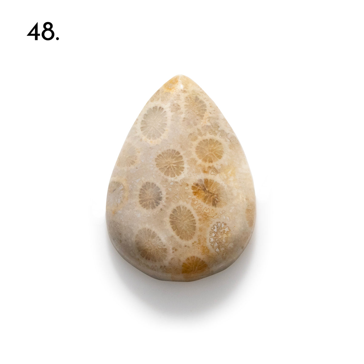 Fossiled Coral Freeform Cabochons