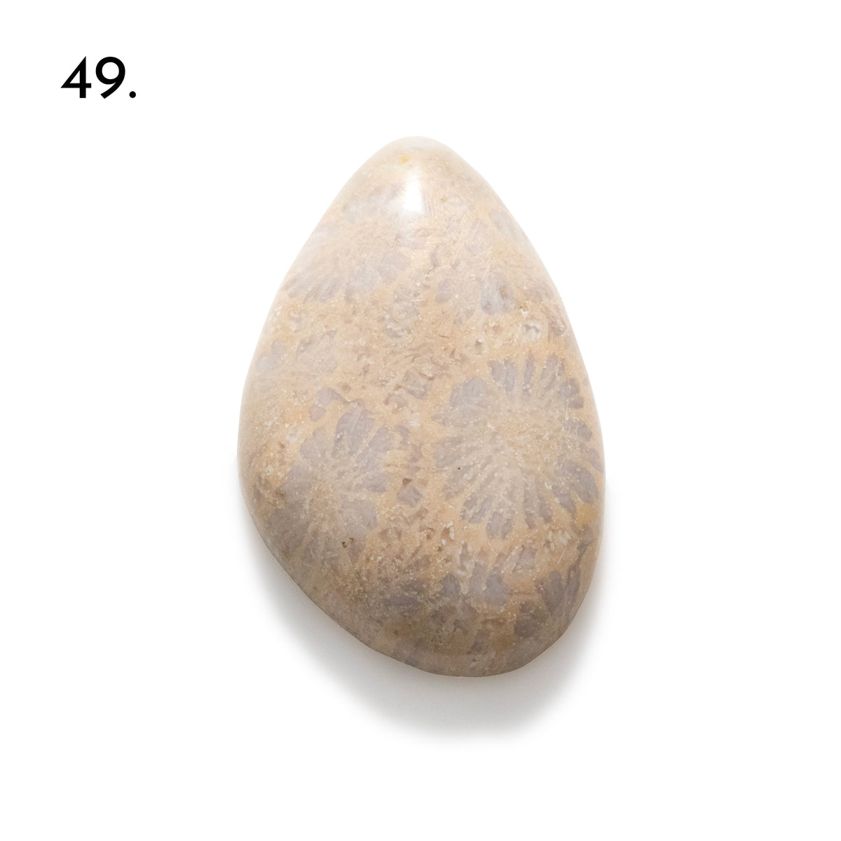 Fossiled Coral Freeform Cabochons