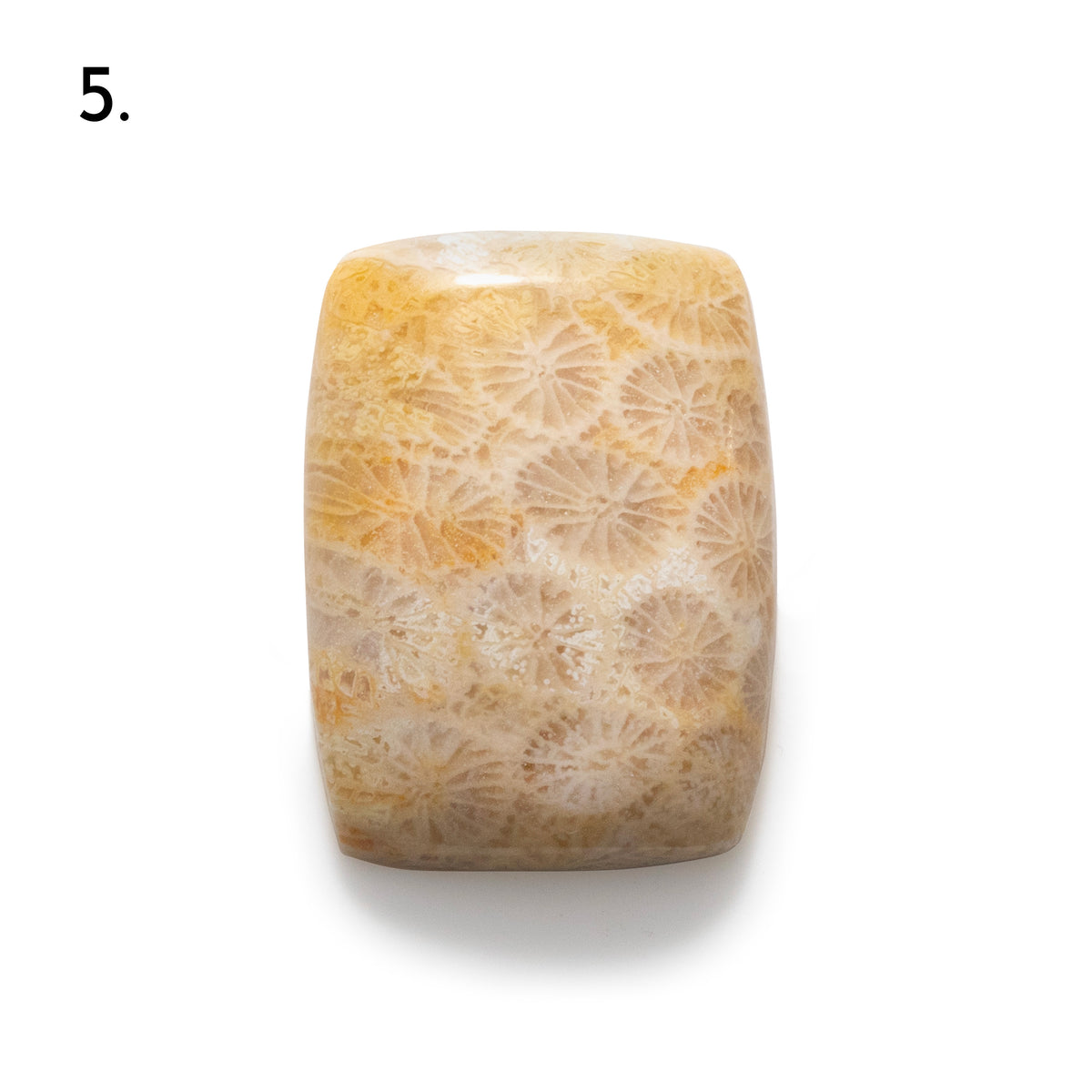 Fossiled Coral Freeform Cabochons