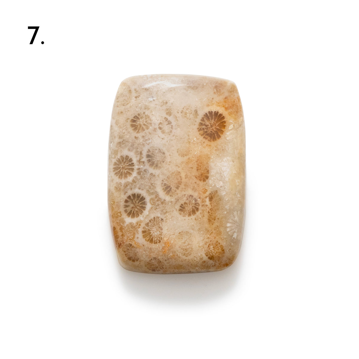 Fossiled Coral Freeform Cabochons