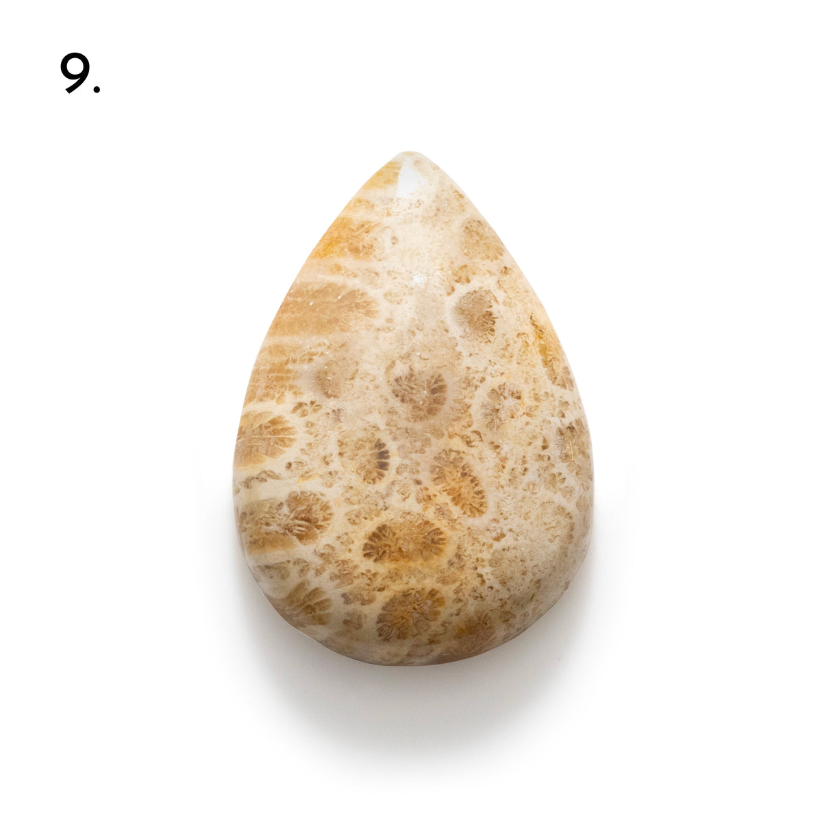Fossiled Coral Freeform Cabochons