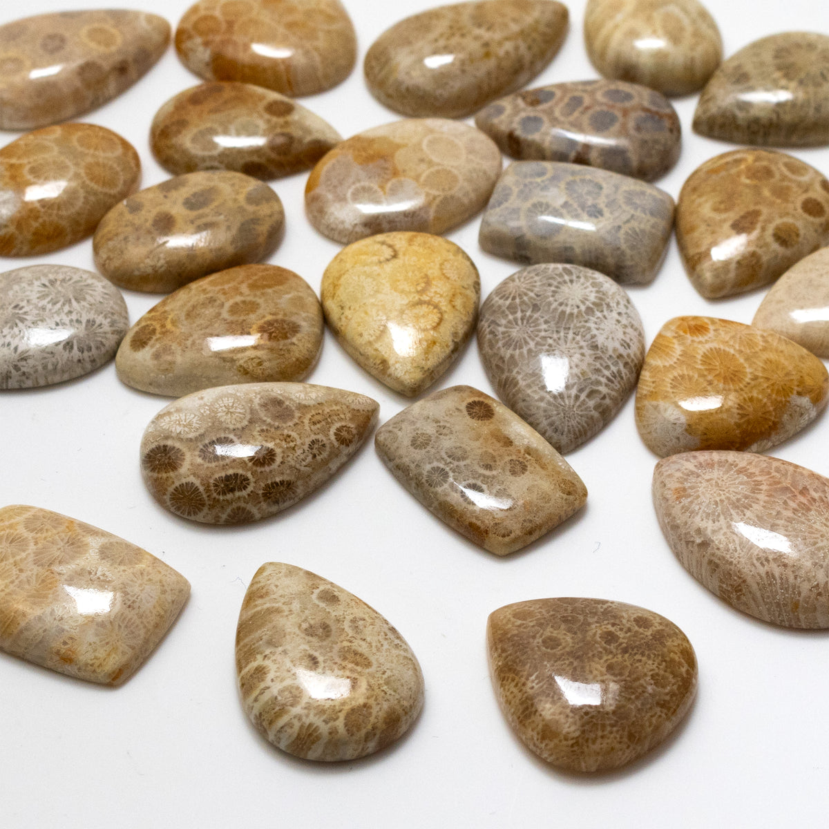 Fossiled Coral Freeform Cabochons