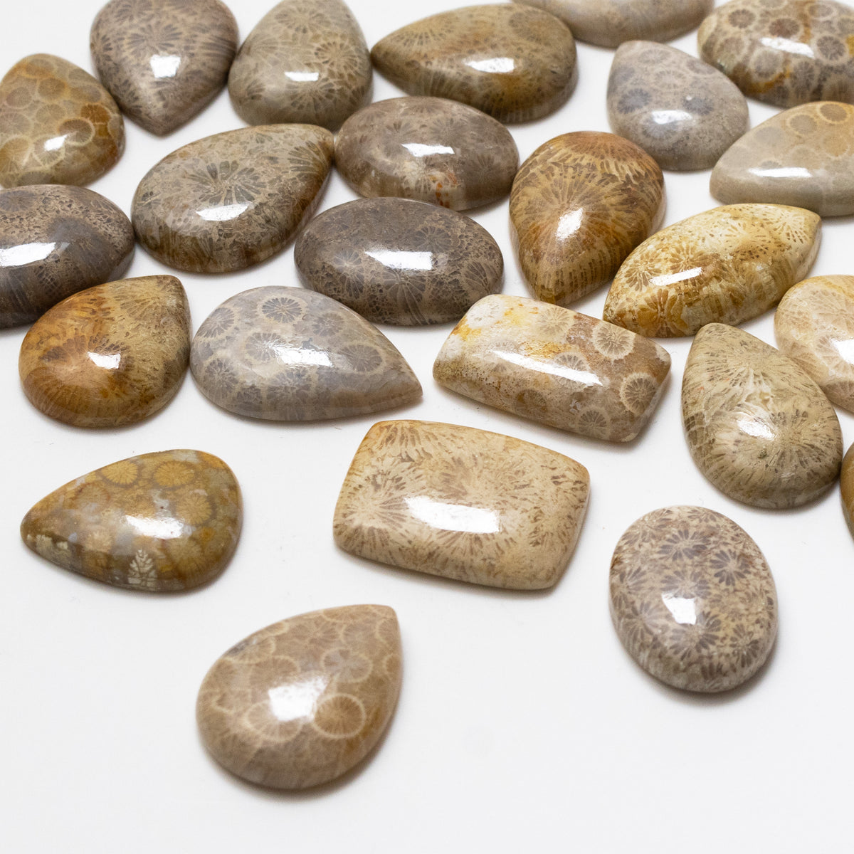 Fossiled Coral Freeform Cabochons