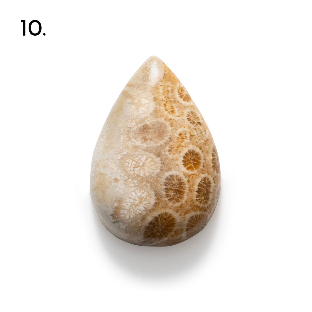 Fossiled Coral Freeform Cabochons
