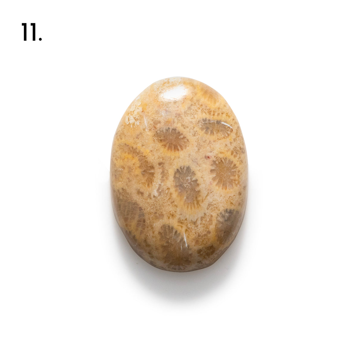 Fossiled Coral Freeform Cabochons
