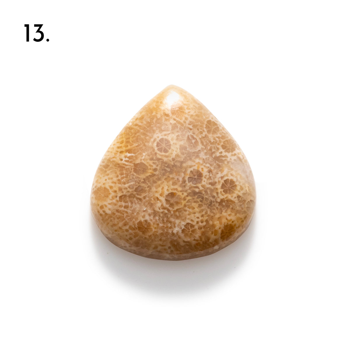 Fossiled Coral Freeform Cabochons