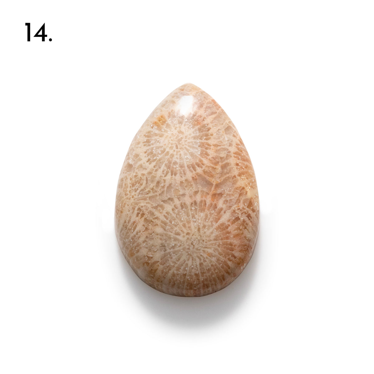 Fossiled Coral Freeform Cabochons