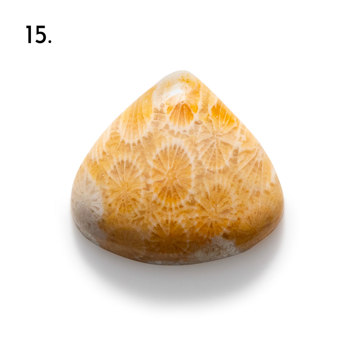 Fossiled Coral Freeform Cabochons