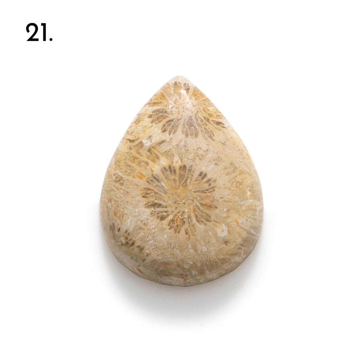 Fossiled Coral Freeform Cabochons