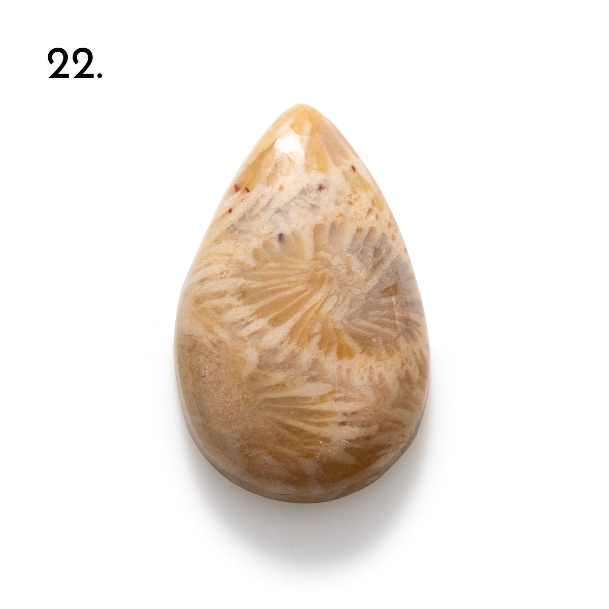 Fossiled Coral Freeform Cabochons