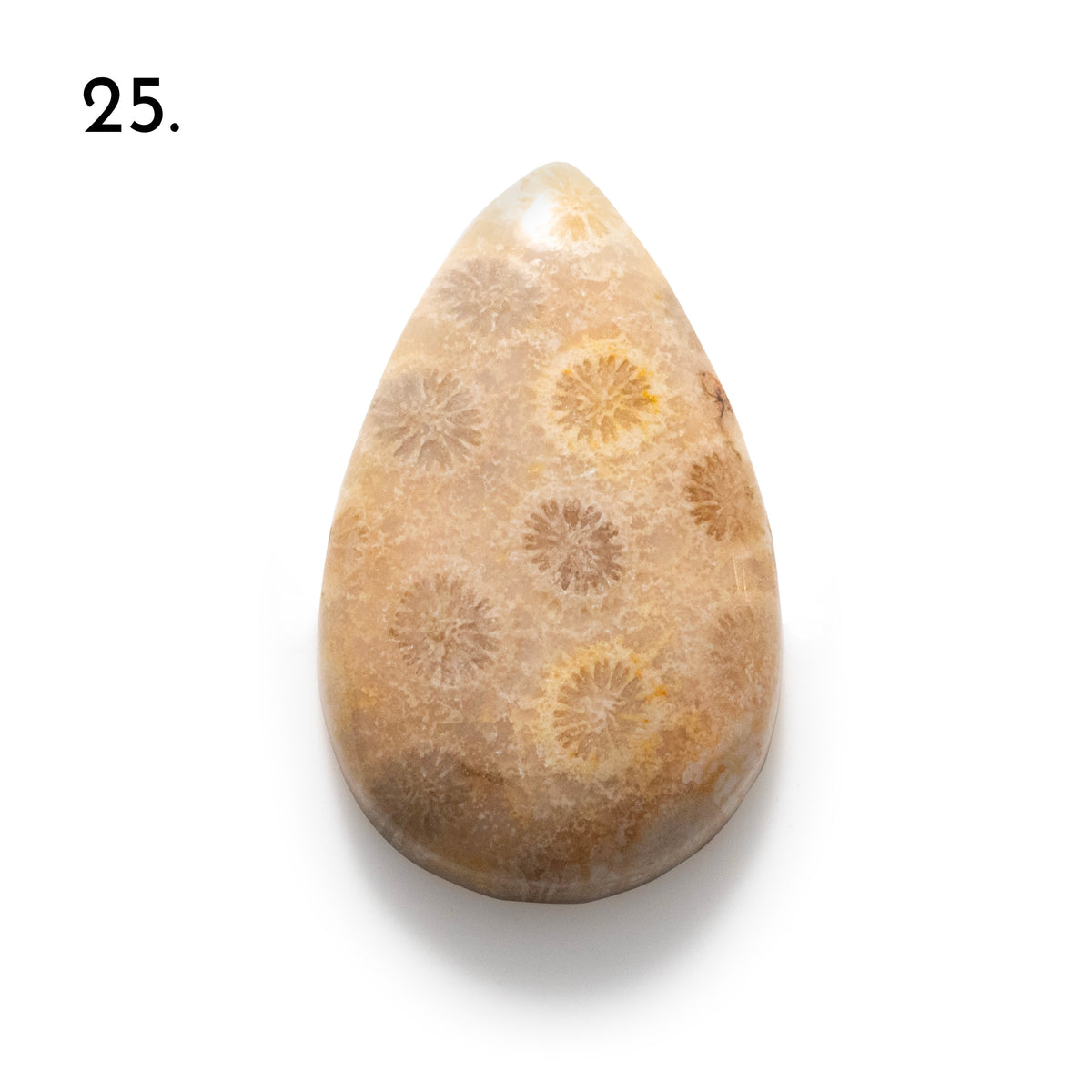 Fossiled Coral Freeform Cabochons