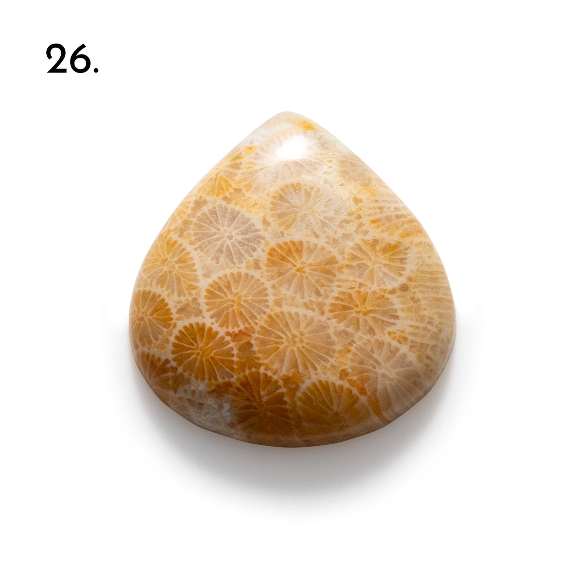 Fossiled Coral Freeform Cabochons