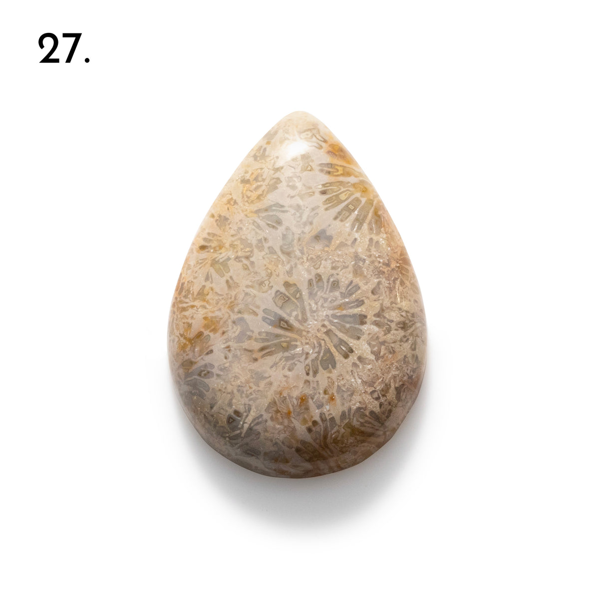 Fossiled Coral Freeform Cabochons