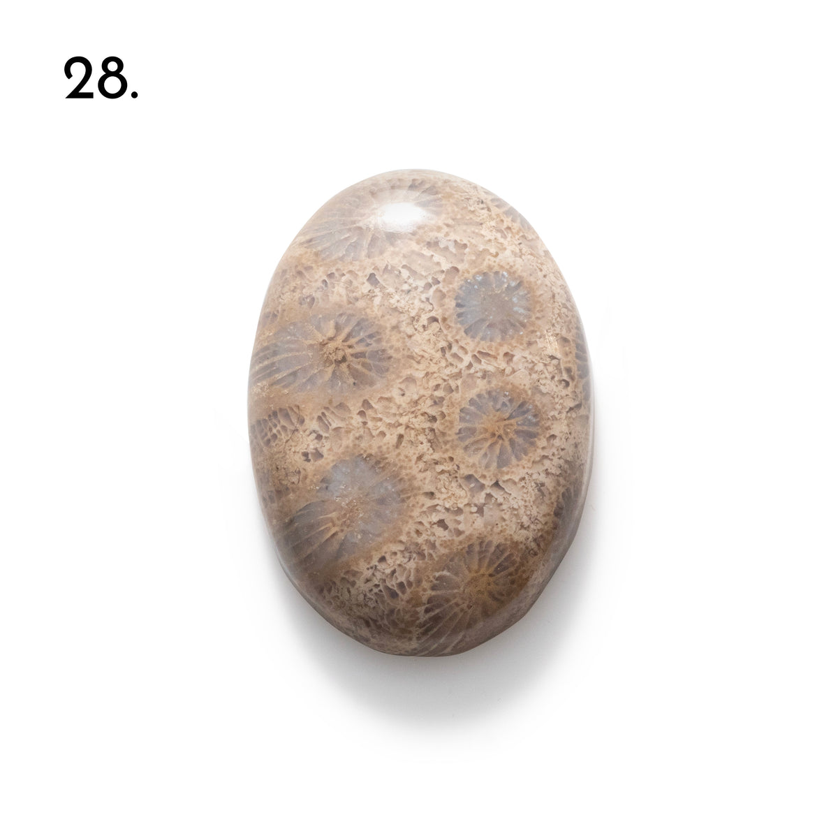 Fossiled Coral Freeform Cabochons