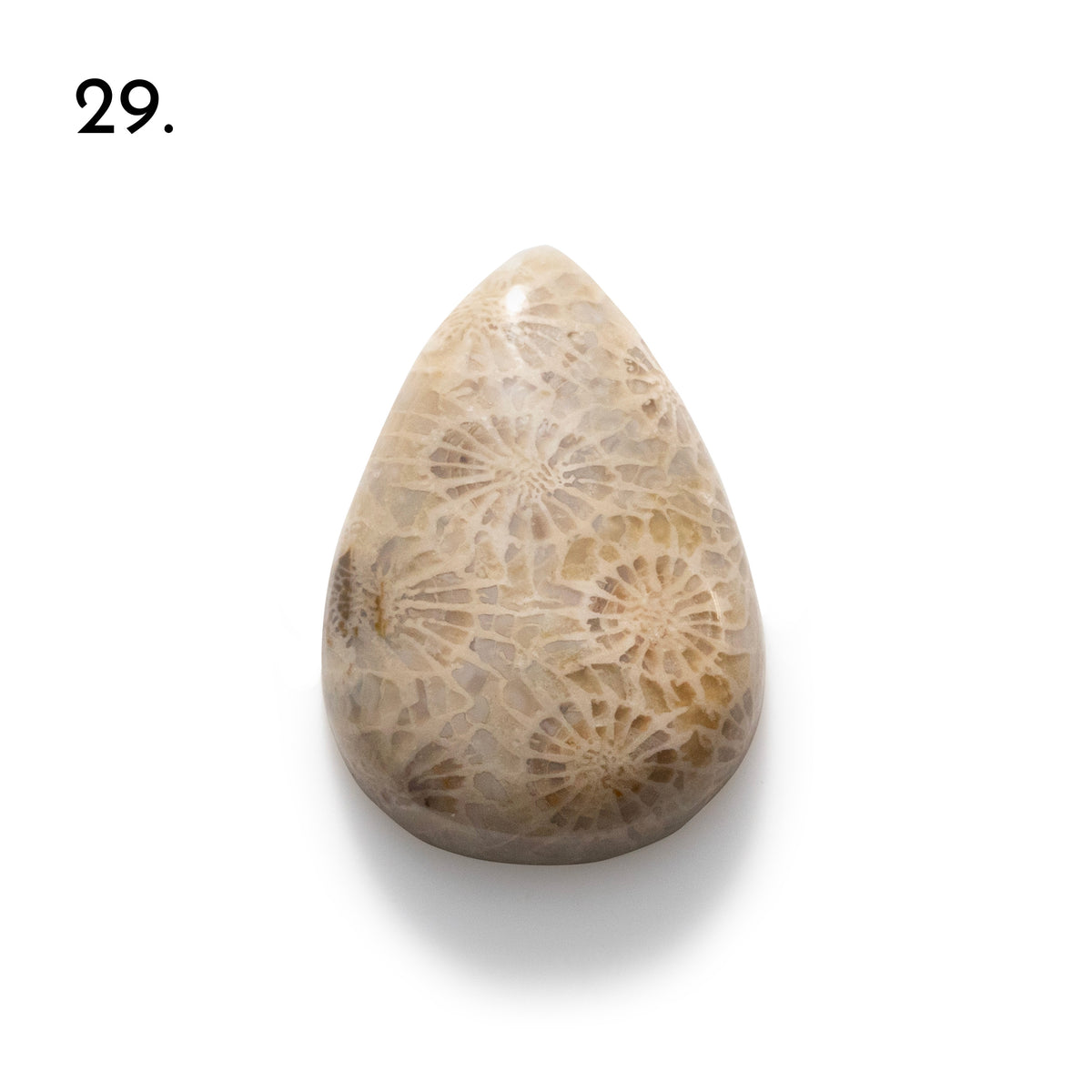 Fossiled Coral Freeform Cabochons