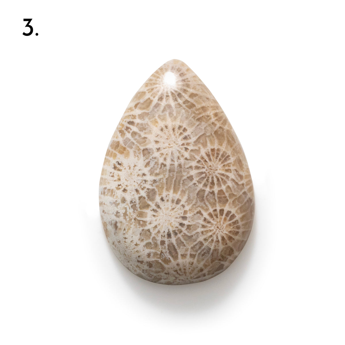 Fossiled Coral Freeform Cabochons