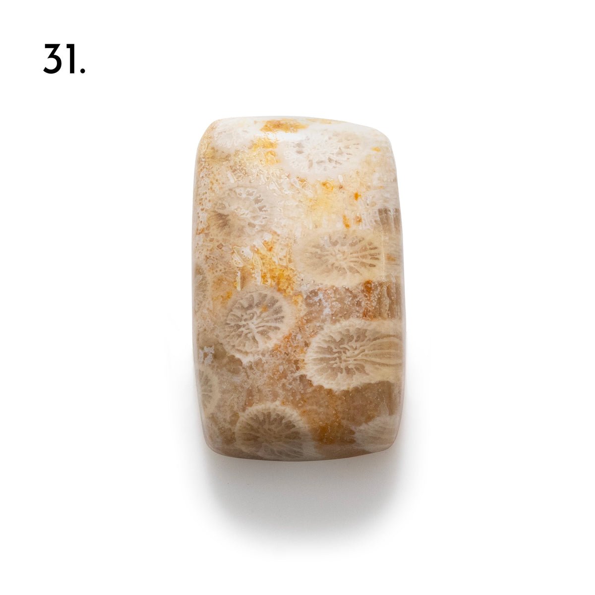 Fossiled Coral Freeform Cabochons