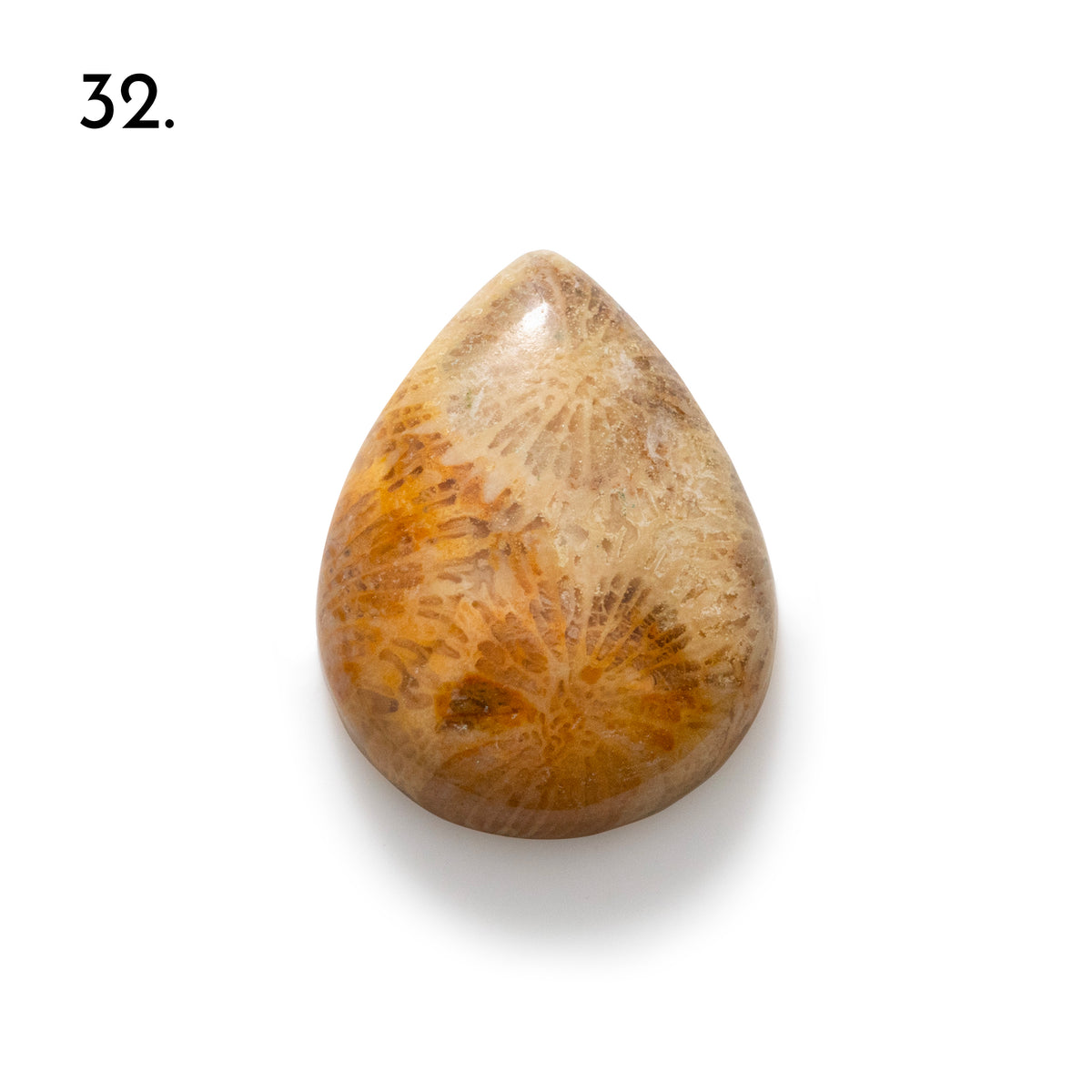 Fossiled Coral Freeform Cabochons