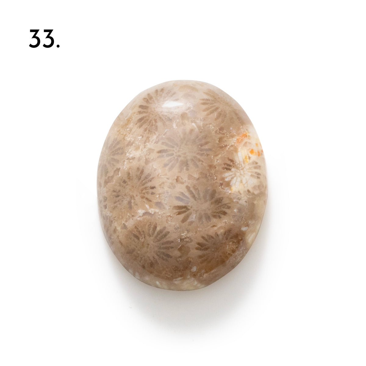 Fossiled Coral Freeform Cabochons