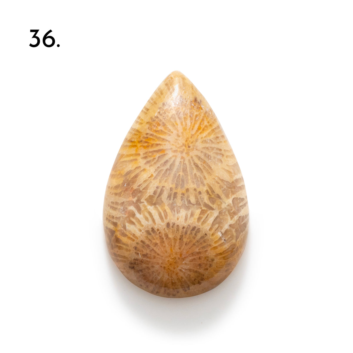 Fossiled Coral Freeform Cabochons