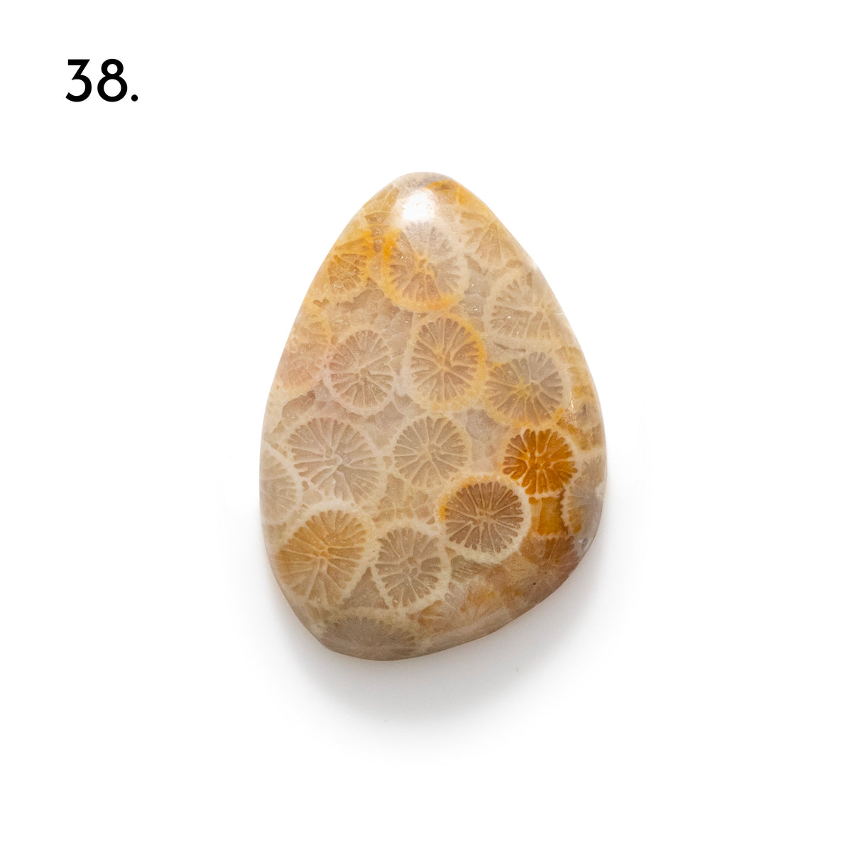 Fossiled Coral Freeform Cabochons