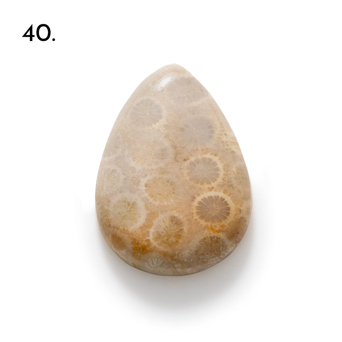 Fossiled Coral Freeform Cabochons