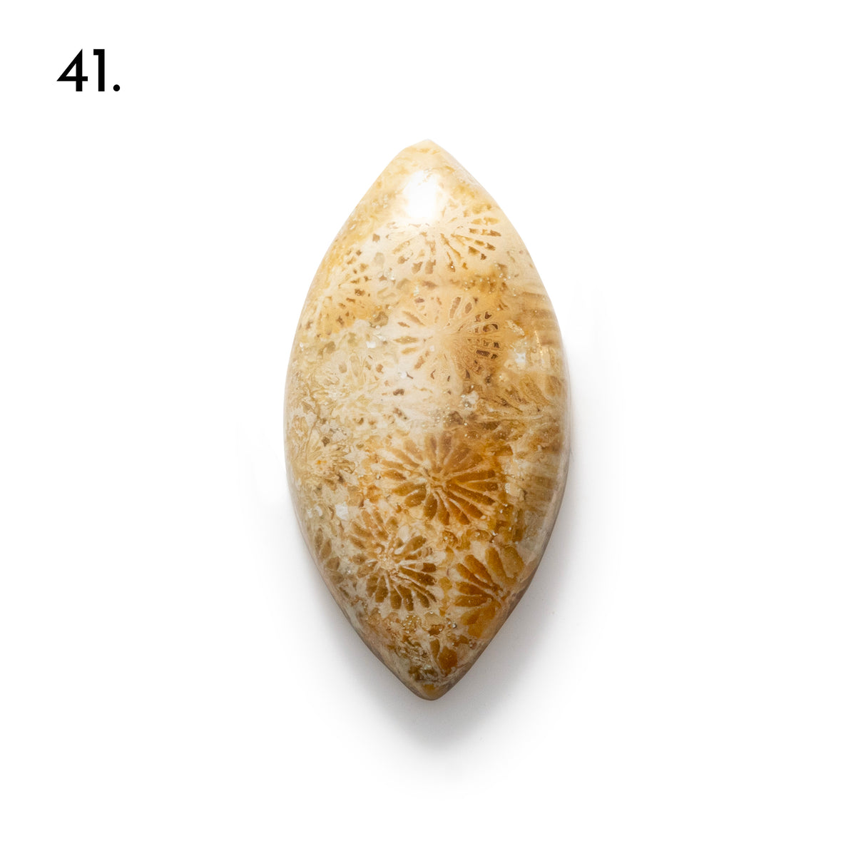 Fossiled Coral Freeform Cabochons