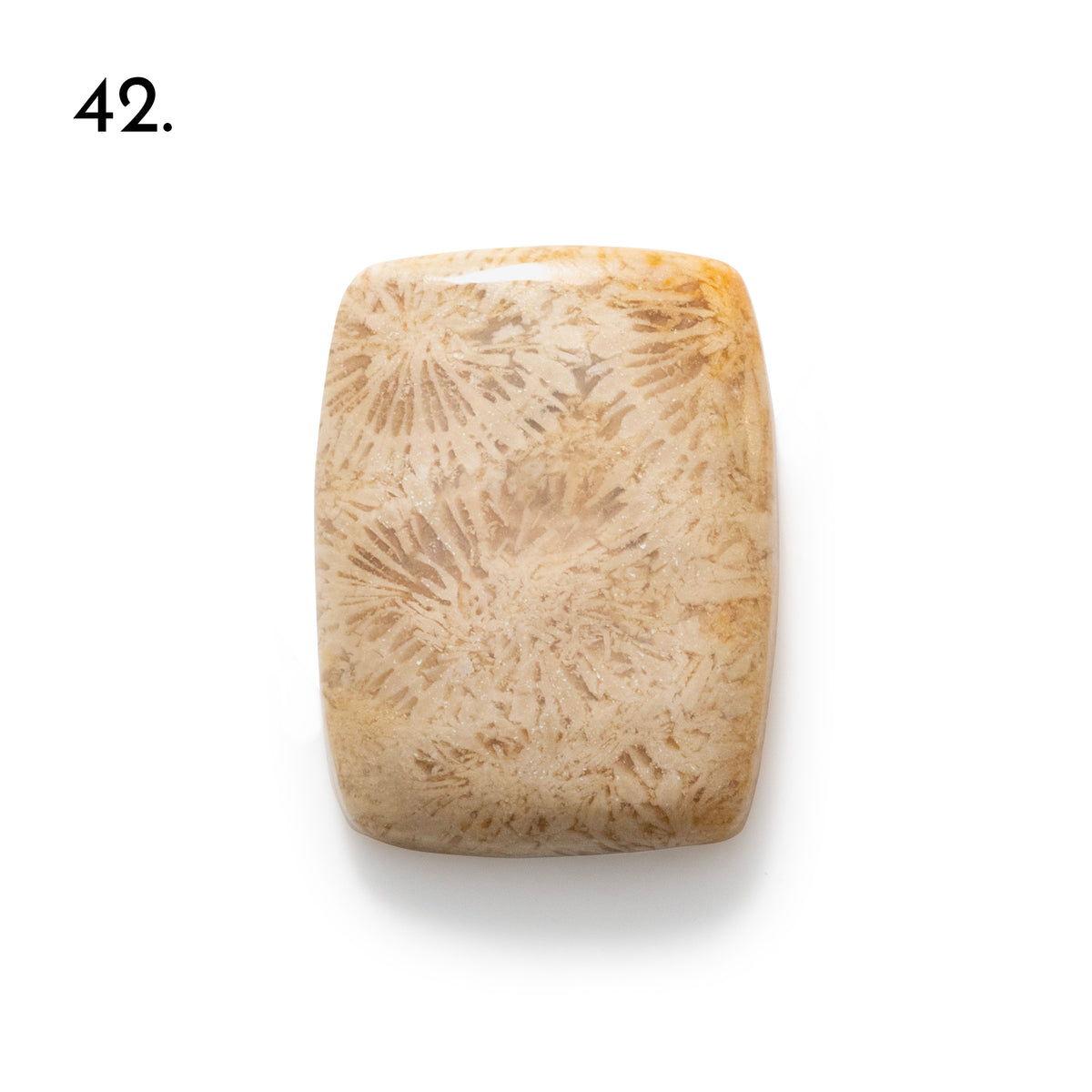Fossiled Coral Freeform Cabochons