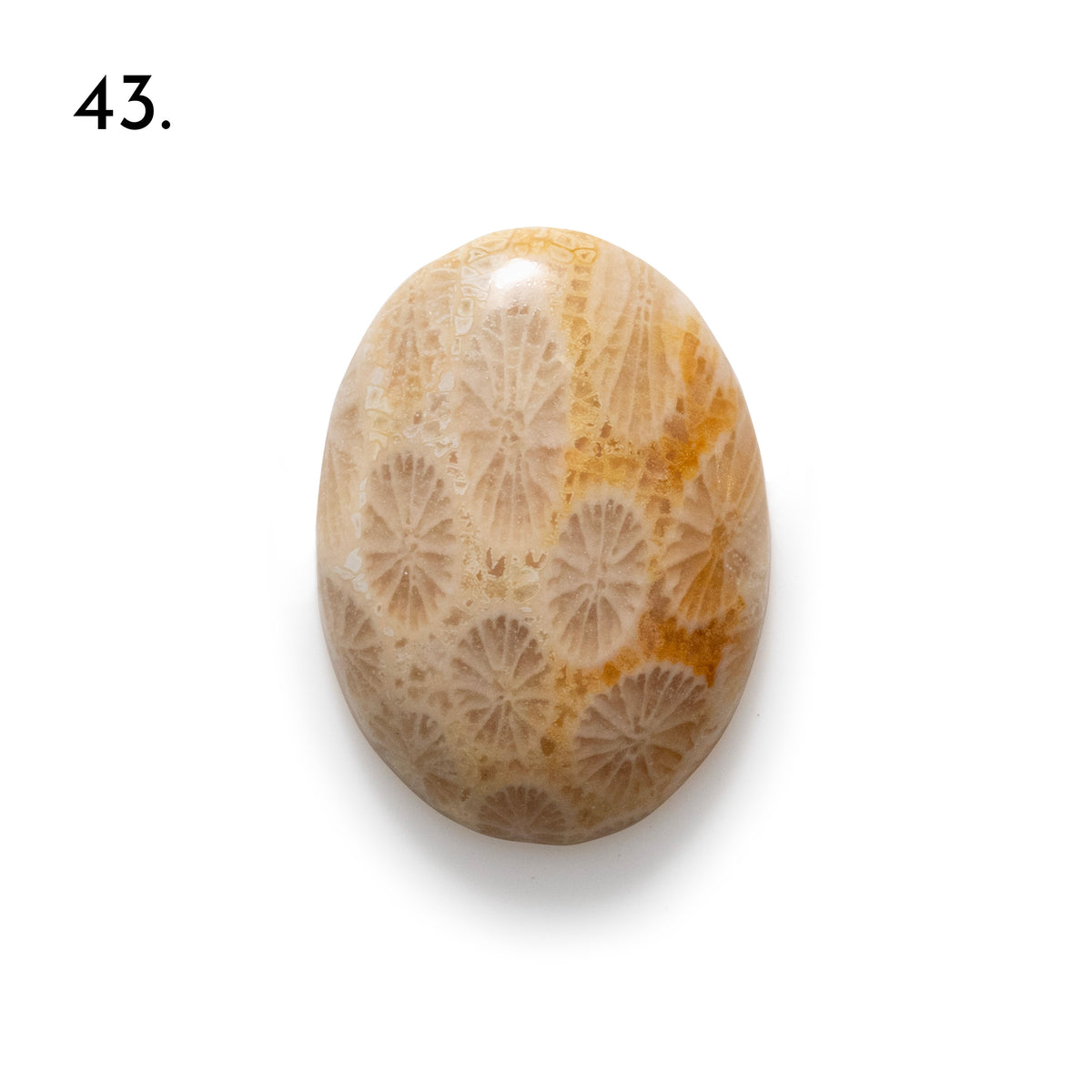 Fossiled Coral Freeform Cabochons