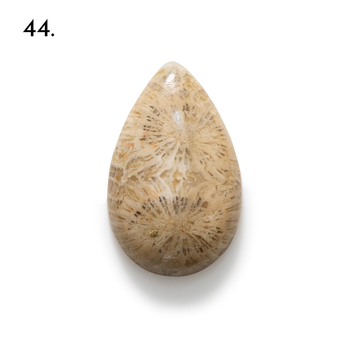 Fossiled Coral Freeform Cabochons