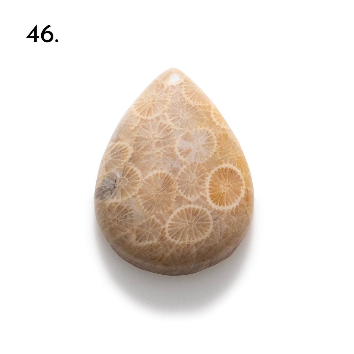 Fossiled Coral Freeform Cabochons