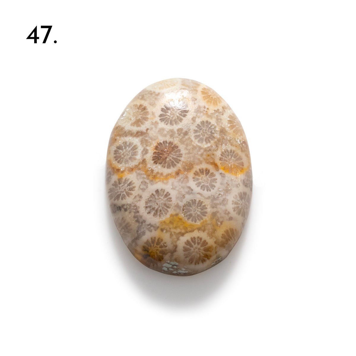 Fossiled Coral Freeform Cabochons