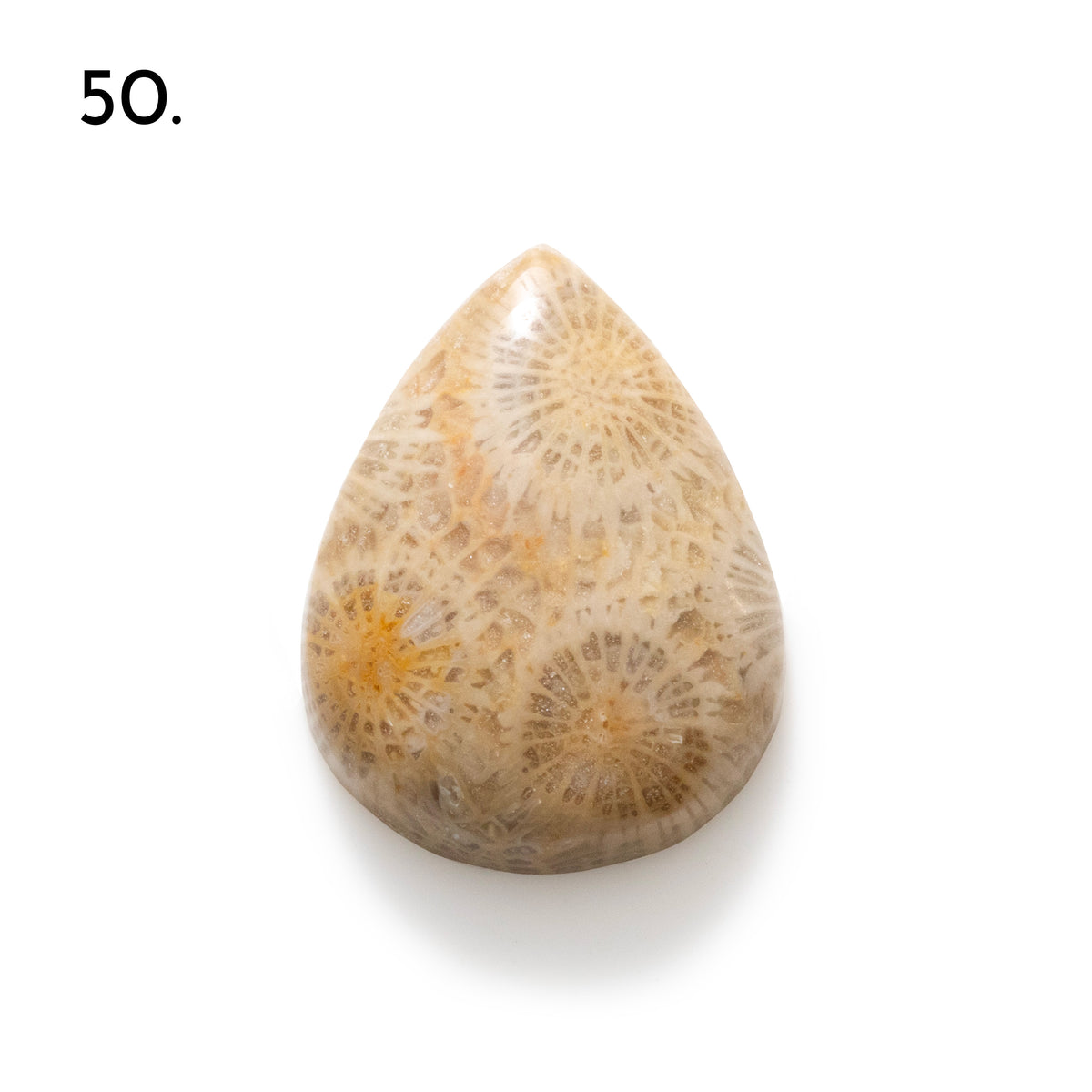 Fossiled Coral Freeform Cabochons